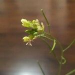 Sisymbrium altissimum Flor