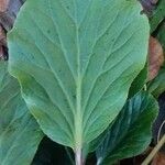 Bergenia crassifolia Blatt