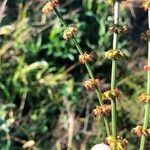 Rumex brownii ফুল