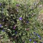 Lithodora fruticosaBlüte