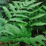 Dryopteris goldieana Folha