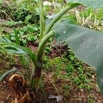 Musa acuminata Blad