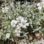 Cerastium gibraltaricum Flor