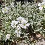 Cerastium gibraltaricum Blüte