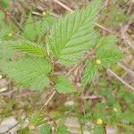 Kerria japonica Leaf