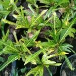 Codiaeum variegatum Ліст