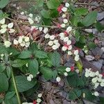 Clerodendrum thomsoniae Flor