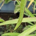 Rudbeckia missouriensis Hoja