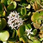 Crassula ovataBlüte