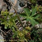 Alchemilla fissa Övriga