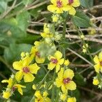 Verbascum chaixii Fiore