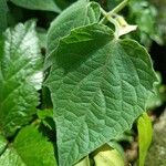 Physalis peruviana ഇല