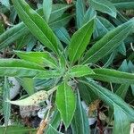 Oenothera macrocarpa পাতা