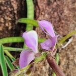 Tephrosia villosa Fruit