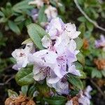 Rhododendron hippophaeoides Kukka
