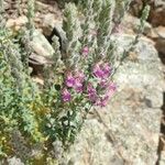 Teucrium marum Floare