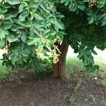 Ehretia tinifolia Fruto