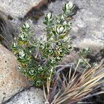Linochilus rhomboidalis Habitus