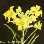 Descurainia artemisioides Λουλούδι