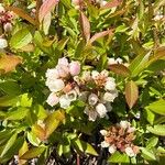 Vaccinium angustifolium Flor