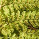 Dryopteris aemula Blad