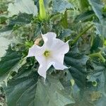 Datura stramoniumFleur