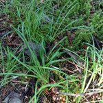 Carex pedunculata ᱛᱟᱦᱮᱸ