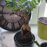 Ficus microcarpa 叶