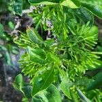 Pavetta gardeniifolia Muu