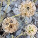 Lomelosia stellata Mbuma