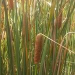 Typha angustifolia Leaf