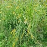 Carex vulpinoidea Hábito