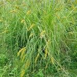 Carex vulpinoidea Habitat