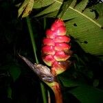 Heliconia imbricata Plod