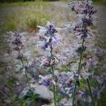 Nepeta nepetella 花