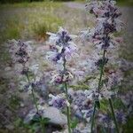 Nepeta nepetella Floare