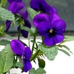 Viola cornuta Arall