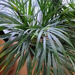 Howea forsteriana Hoja