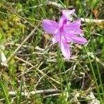 Calopogon tuberosus Квітка