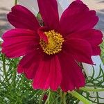 Cosmos bipinnatus Fula