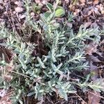 Teucrium polium Листок