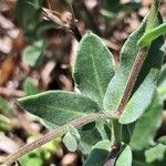 Calendula suffruticosa Leaf