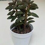 Peperomia asperula Hoja