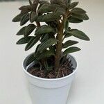 Peperomia asperula Blatt