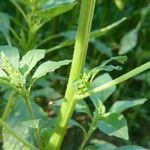 Amaranthus powellii Casca