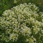 Galium rubioides Кветка