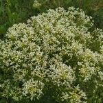 Galium rubioides പുഷ്പം