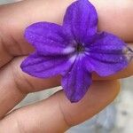 Browallia speciosa Floare