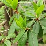 Rhododendron augustinii Φύλλο