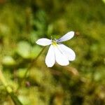 Lobelia angulata Blüte